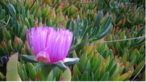 Purple flower blooming among succulents.