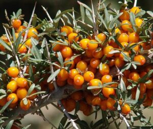 Sea buckthorn berries on branch.
