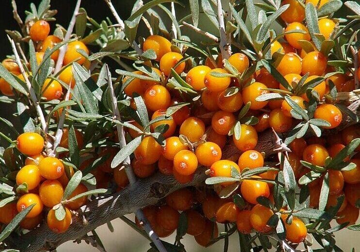 Seabuckthorn